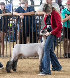 Benson Livestock Winners