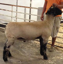 Benson Sire